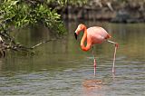 American Flamingo